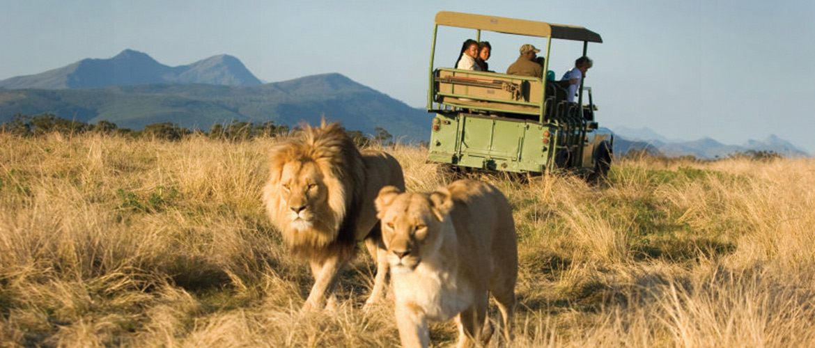 Plettenberg Bay Game Reserve Zebra Destinations South Africa